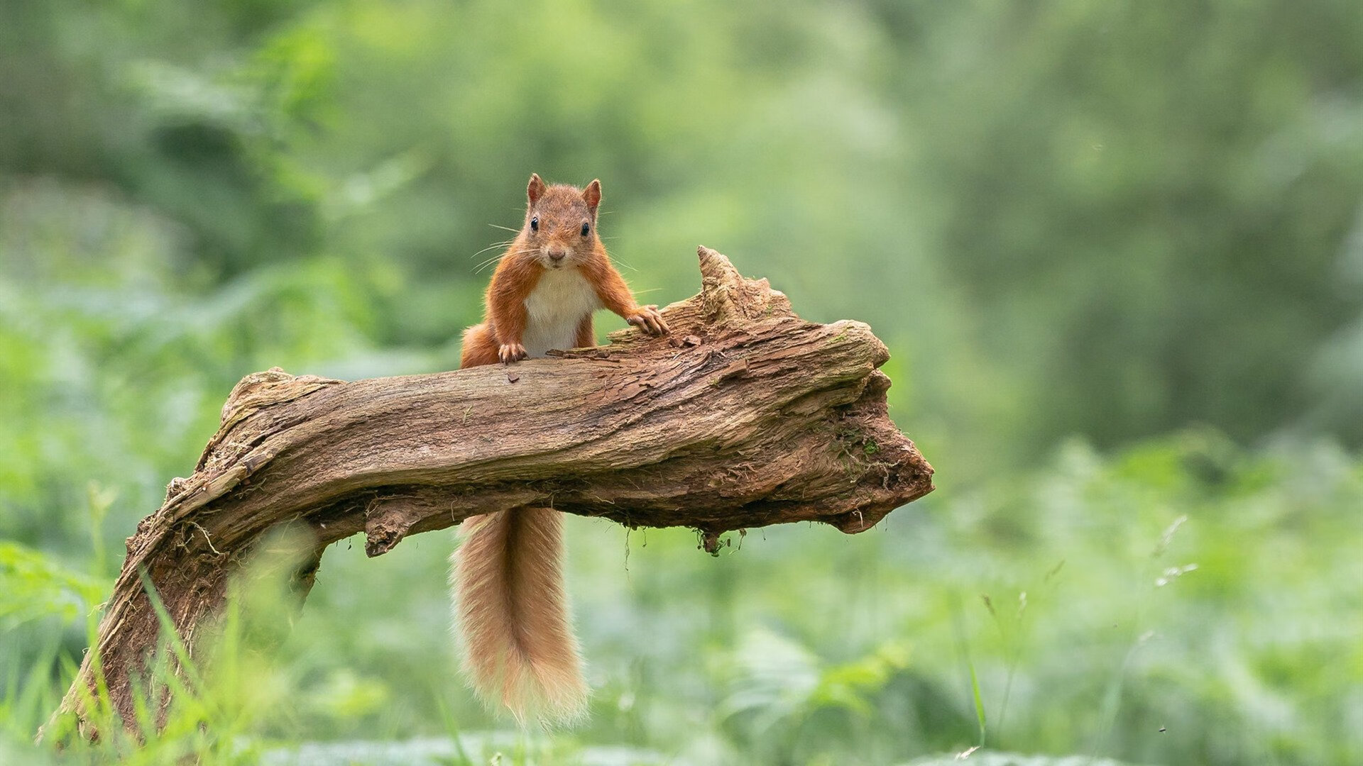 日本队新星闪耀赛场!,日本足球十大新星