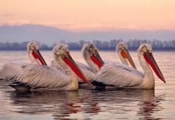 开云全站-“科目三”广场舞在广西大化县火爆出圈，广西科目三考试最新视频